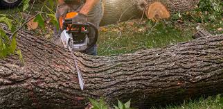 Best Tree Mulching  in USA